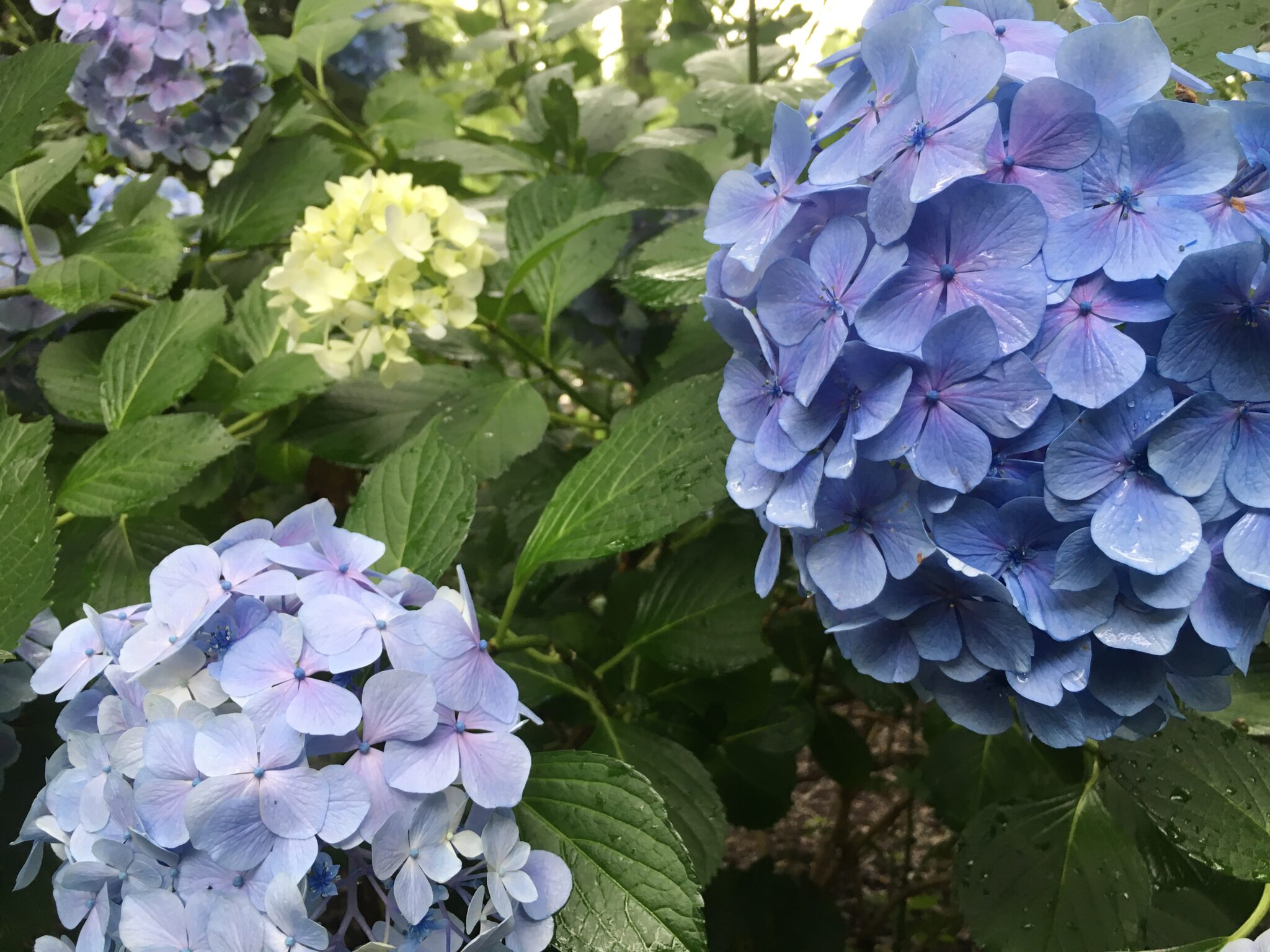 秋色紫陽花オーダーページ/紫陽花/ドライフラワー/ヘッド/大容量サイズ