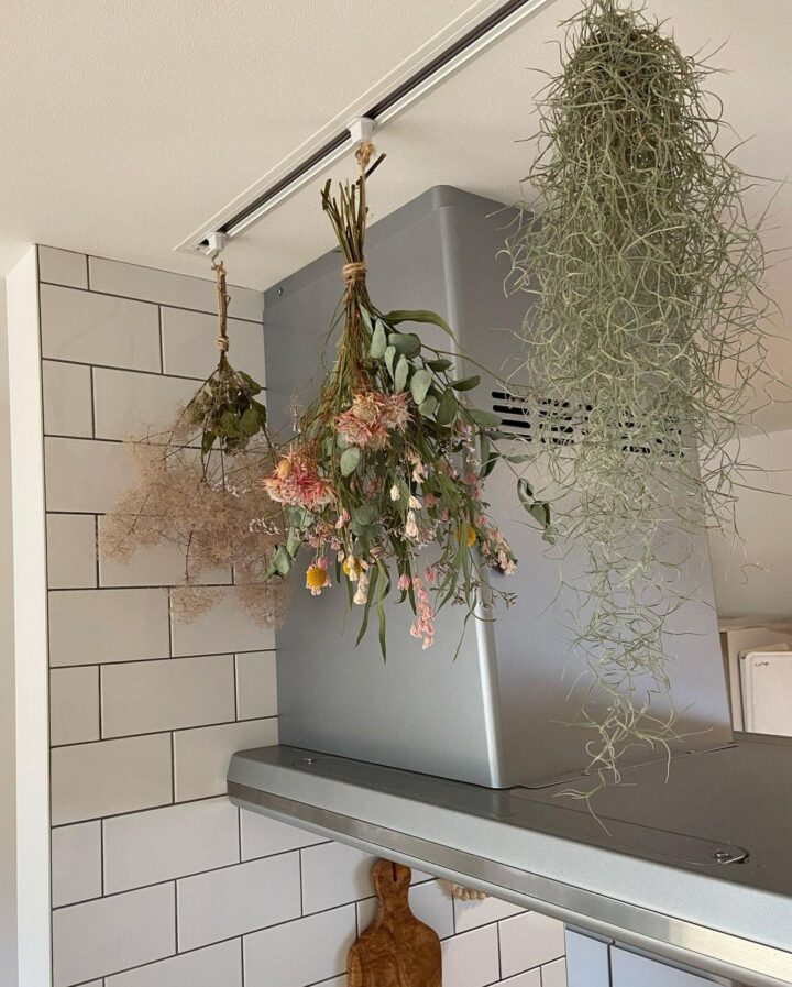 キッチンに飾りたい観葉植物のおすすめ品種は 吊るし方も紹介