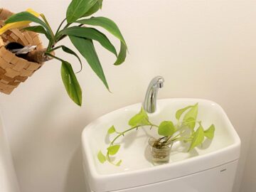トイレもおしゃれに日影に強い観葉植物の選び方と吊るす方法